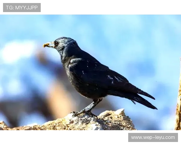 乌鸦外接手状态出色,助力球队取胜,请问乌鸦